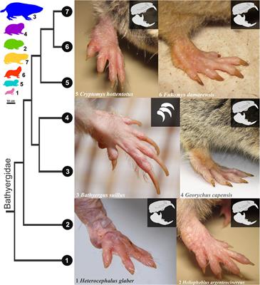 Functional anatomy and disparity of the postcranial skeleton of African mole-rats (Bathyergidae)